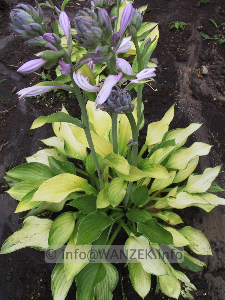 Hosta Hybride Janet mit Janet Blue vermischt mit Blueten.jpg